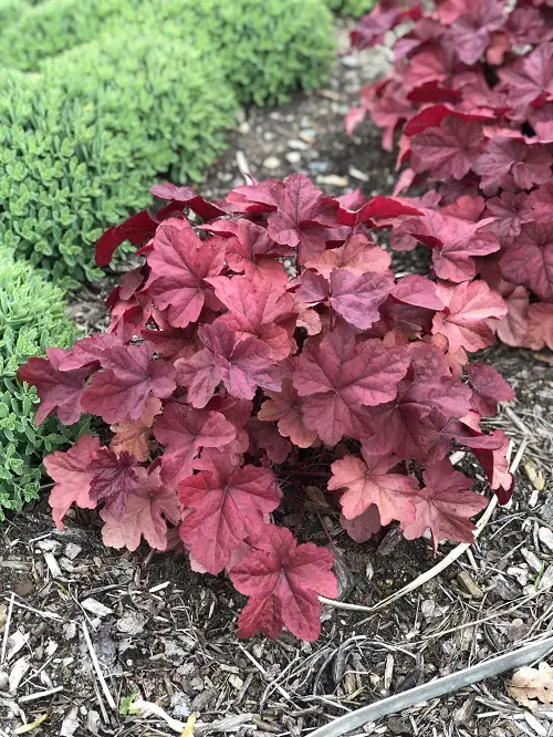 Various Red Leaf Plants
