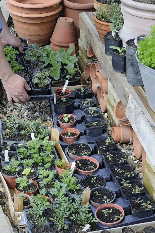 Hardening Off Seedlings