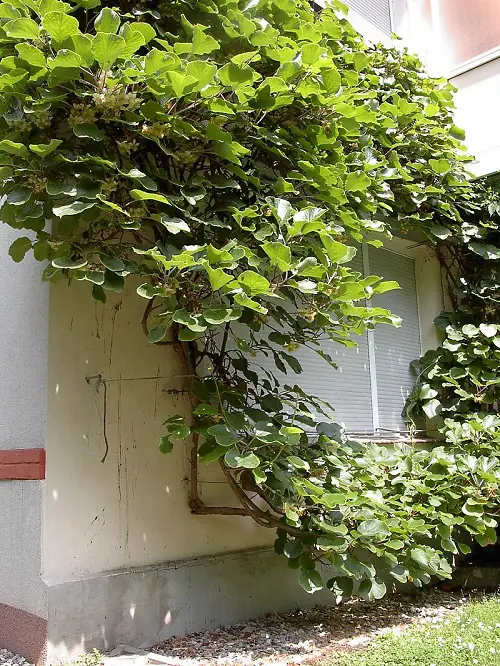 Fast Growing Vines for Covering a Wall 