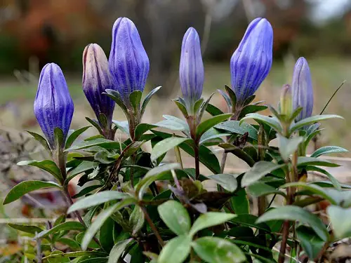 Blue Flower Names with Pictures in backyard