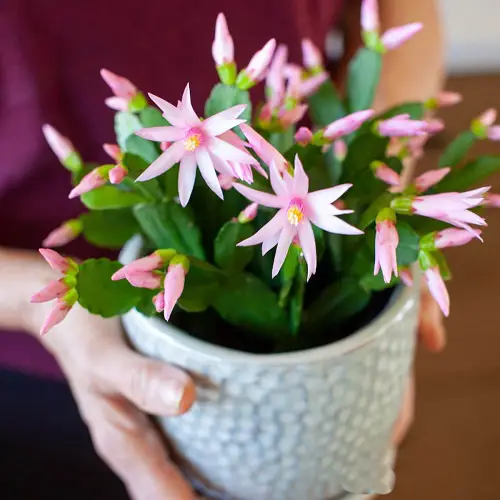 Amazing Indoor Plants You can Grow from Pups