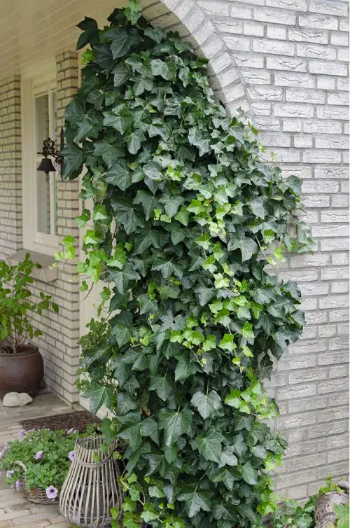 Fast Growing Vines for Covering a Wall