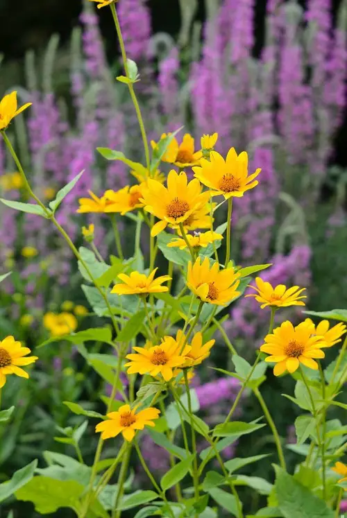 Flowers with a F