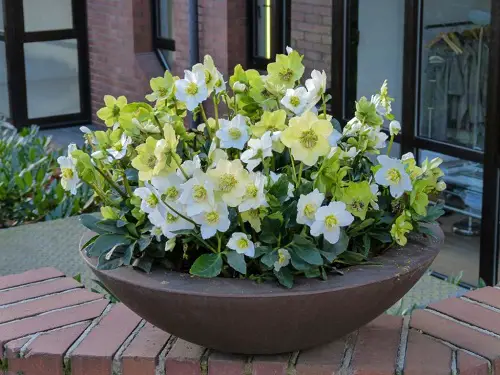 Blooms that Reappear Every Year 3