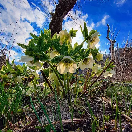 Under Large Trees: Plant Life3