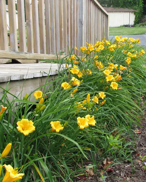 Shade-Growing Perennials that Bloom All Summer 4