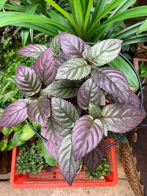 plants with green and purple  leaf