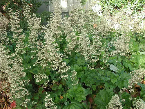 Common California Native Plants 
