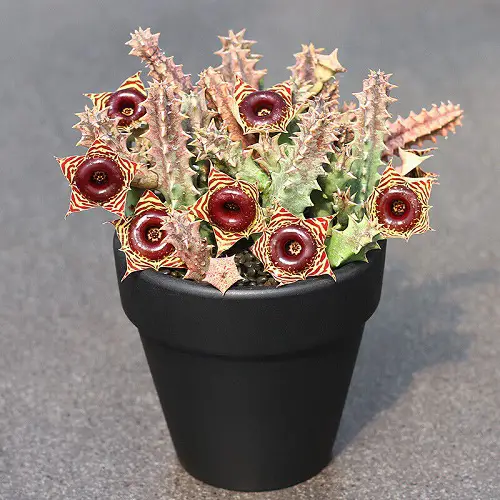 Heurnia Macrocarpa Pot Size