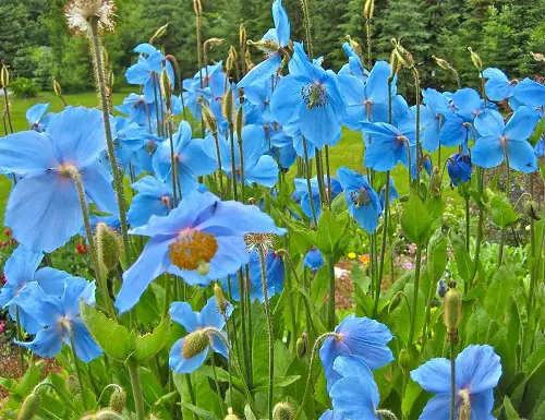 Blue Flower Names in blue pot 