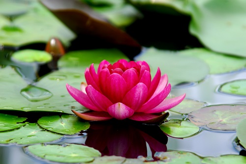 History of Lotus Flowers