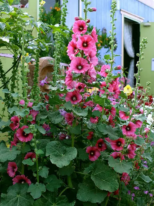 Pink Flower tree Types for a Garden 
