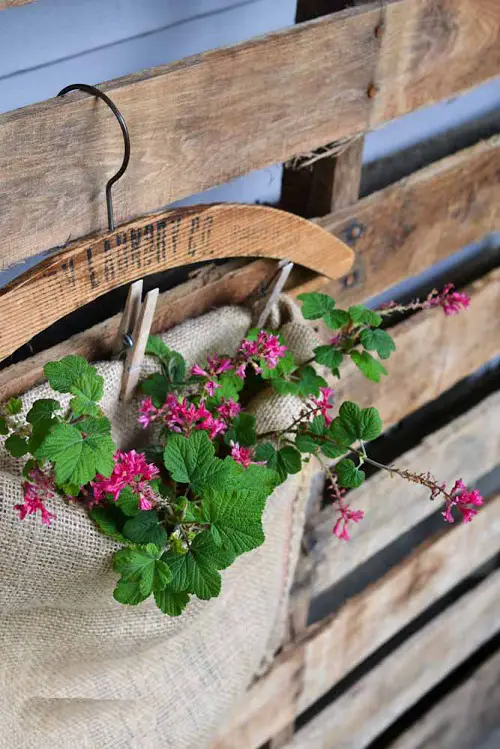 Burlap Bag to Display Blooms