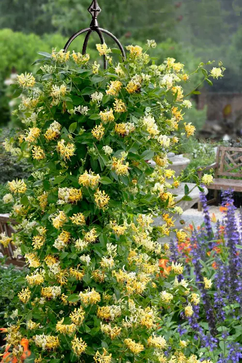 Types of Yellow Flowers for pot