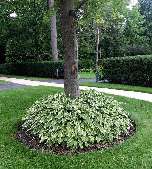 Plants to Grow Under Big Trees5