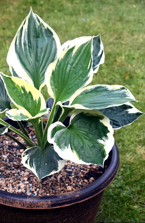 top Colorful Hostas You Must Plant in Your Garden 16