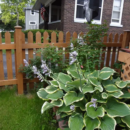 Amazing Cold Hardy Tropical Plants
