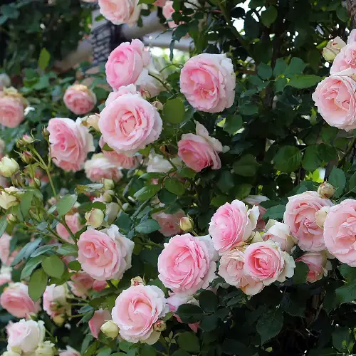 How Long Do Roses Last