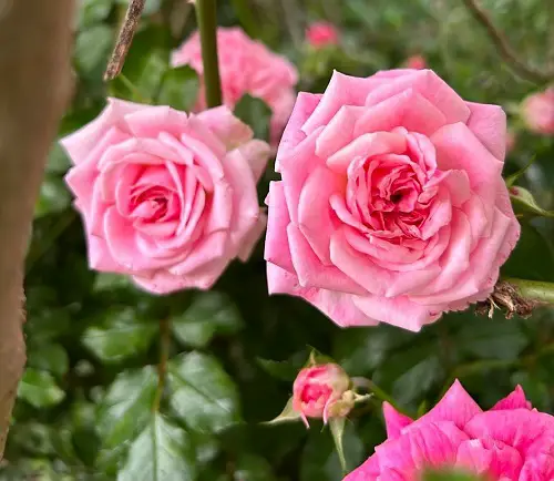 How Will Your Roses Live Longer