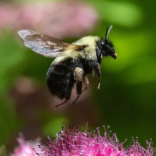 How to Attract Bumble Bees for Pollination to the Garden