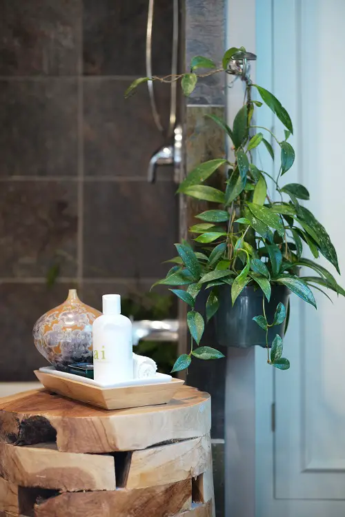 Best Shower hoya Plants