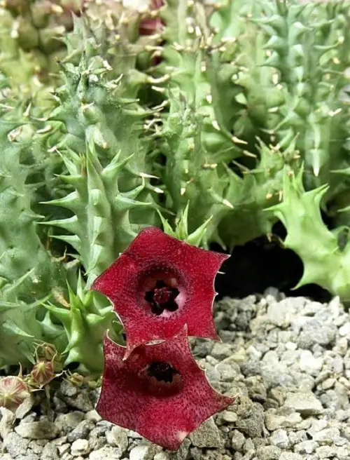 Heurnia Macrocarpa Care