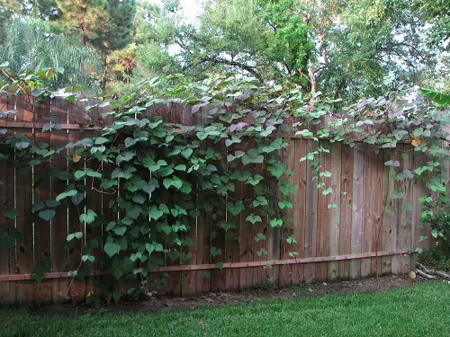 best Quick-Growing Vines to Cover a Wall or Fence