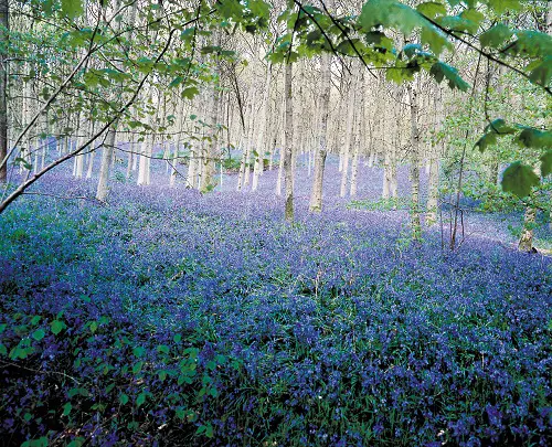 Plants That Grow Beneath Large Trees6