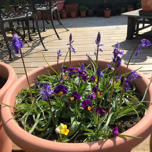 Blue Flower Names with Pictures