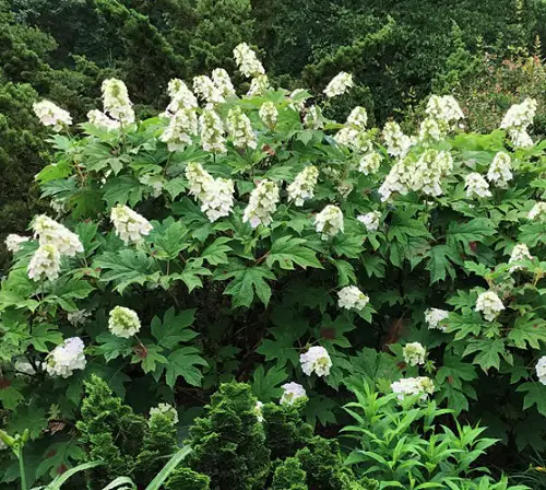 Stunning Oakleaf Hydrangea Varieties 4