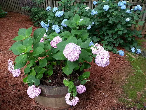 lovely Flowering Plants for Barrels