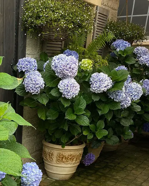 Blue Flower Names with Pictures