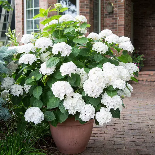 best White Funeral Flowers