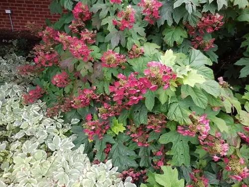 Gorgeous Varieties of Oakleaf Hydrangea 1