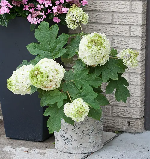Gorgeous Varieties of Oakleaf Hydrangeas