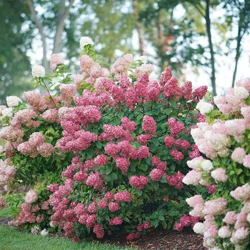 Gorgeous Varieties of Oakleaf Hydrangeas 1