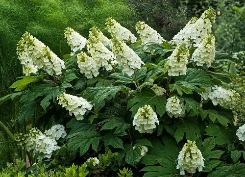 Beautiful Types of Oakleaf Hydrangeas 4