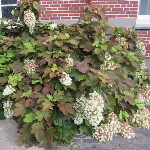 Gorgeous Varieties of Oakleaf Hydrangea 
