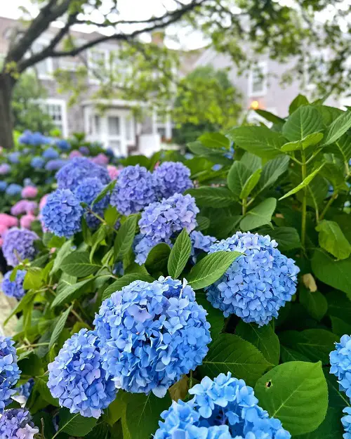 Shade-Growing Perennials That Bloom All Summer 5