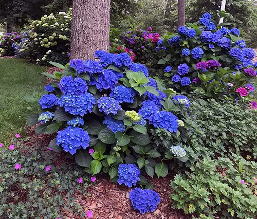 Plants to Grow Under Big Trees2