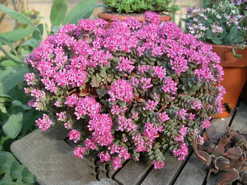 Succulents with Purple Flowers 7
