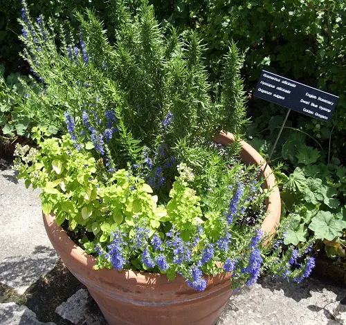 Rosemary Companion Plants hysop