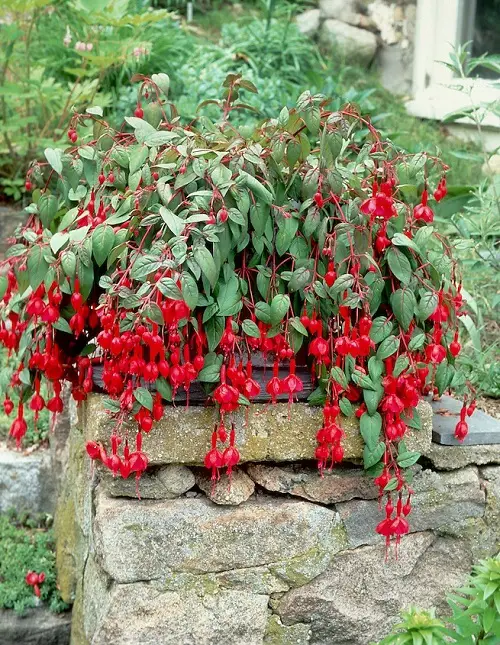 Blooms With a F