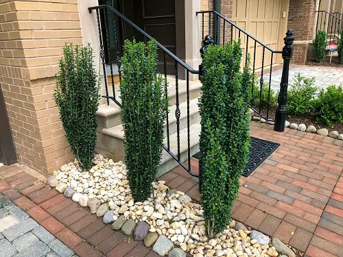 top best Evergreen Shrubs with Minimal Upkeep