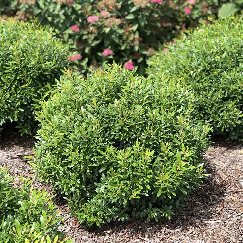 Evergreen Shrubs with Minimal Upkeep
