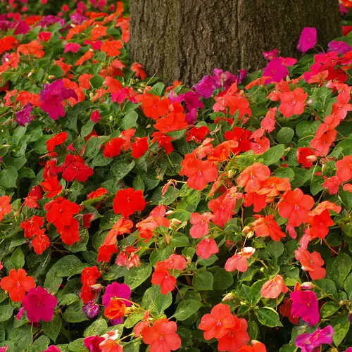 Plants That Grow Beneath Large Trees2