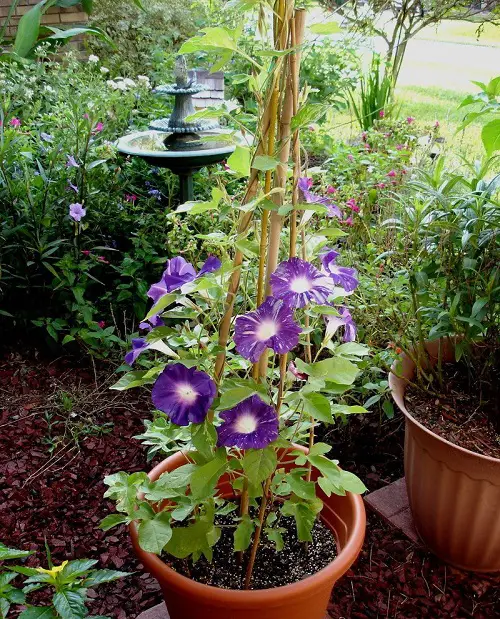 September Birth Month Flowers