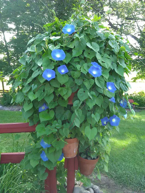 unique Weeds That Recall Them of Squash Plants 