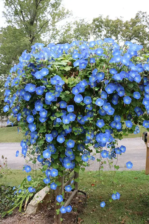 Blue Flower Names with Pictures in backyard