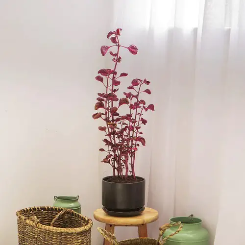 beautiful red stem plant for yard